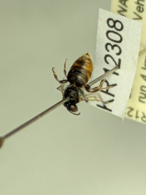  (Euhesma KB140 - KR12308)  @11 [ ] CreativeCommons Attribution NonCommercial ShareAlike (2046) Remko Leijs South Australian Museum