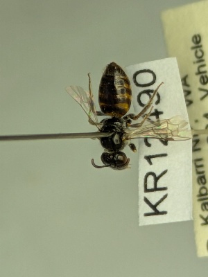  (Euhesma KB141 - KR12490)  @11 [ ] CreativeCommons Attribution NonCommercial ShareAlike (2047) Remko Leijs South Australian Museum