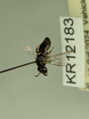  (Euhesma KB142 - KR12183)  @11 [ ] CreativeCommons Attribution NonCommercial ShareAlike (2049) Remko Leijs South Australian Museum