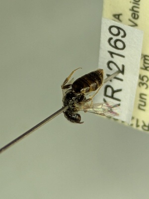  (Euhesma KB143 - KR12169)  @11 [ ] CreativeCommons Attribution NonCommercial ShareAlike (2050) Remko Leijs South Australian Museum