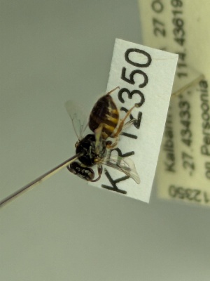  (Euhesma KB144 - KR12350)  @11 [ ] CreativeCommons Attribution NonCommercial ShareAlike (2052) Remko Leijs South Australian Museum