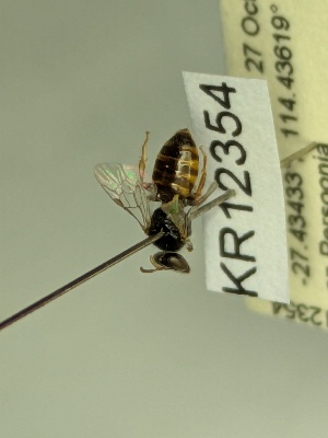  ( - KR12354)  @11 [ ] CreativeCommons Attribution NonCommercial ShareAlike (2053) Remko Leijs South Australian Museum