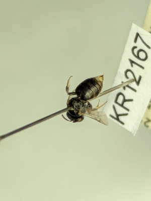  ( - KR12167)  @11 [ ] CreativeCommons Attribution NonCommercial ShareAlike (2055) Remko Leijs South Australian Museum