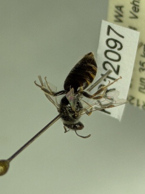  (Euhesma KB146 - KR12097)  @11 [ ] CreativeCommons Attribution NonCommercial ShareAlike (2056) Remko Leijs South Australian Museum