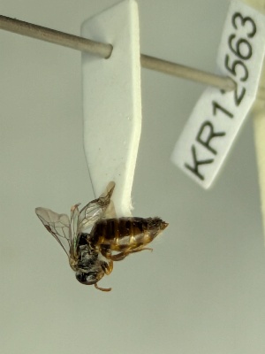  (Euhesma KB147 - KR12563)  @11 [ ] CreativeCommons Attribution NonCommercial ShareAlike (2057) Remko Leijs South Australian Museum