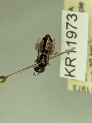  (Euhesma KB148 - KR11973)  @11 [ ] CreativeCommons Attribution NonCommercial ShareAlike (2059) Remko Leijs South Australian Museum