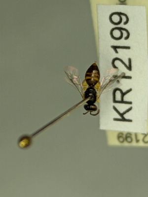  (Euhesma KB156 - KR12199)  @11 [ ] CreativeCommons Attribution NonCommercial ShareAlike (2060) Remko Leijs South Australian Museum