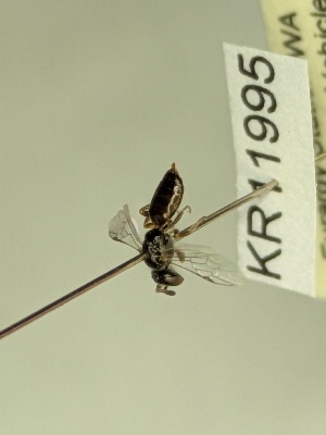  (Euhesma KB155 - KR11995)  @11 [ ] CreativeCommons Attribution NonCommercial ShareAlike (2061) Remko Leijs South Australian Museum