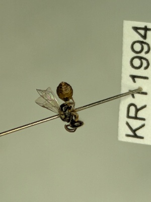  (Euhesma KB154 - KR11994)  @11 [ ] CreativeCommons Attribution NonCommercial ShareAlike (2062) Remko Leijs South Australian Museum