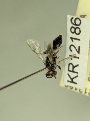  (Euhesma KB153 - KR12186)  @11 [ ] CreativeCommons Attribution NonCommercial ShareAlike (2063) Remko Leijs South Australian Museum