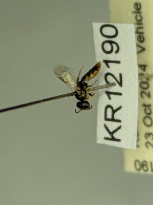  (Euhesma KB152 - KR12190)  @11 [ ] CreativeCommons Attribution NonCommercial ShareAlike (2064) Remko Leijs South Australian Museum