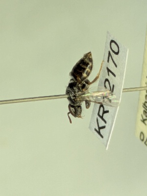  (Euhesma KB151 - KR12170)  @11 [ ] CreativeCommons Attribution NonCommercial ShareAlike (2065) Remko Leijs South Australian Museum