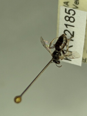  (Euhesma KB150 - KR12185)  @11 [ ] CreativeCommons Attribution NonCommercial ShareAlike (2066) Remko Leijs South Australian Museum