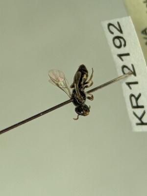  (Euhesma KB149 - KR12192)  @11 [ ] CreativeCommons Attribution NonCommercial ShareAlike (2067) Remko Leijs South Australian Museum