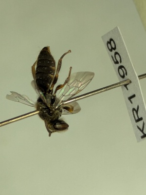  (Euhesma KB95 - KR11958)  @11 [ ] CreativeCommons Attribution NonCommercial ShareAlike (2070) Remko Leijs South Australian Museum