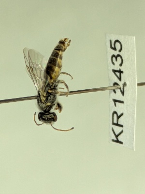  ( - KR12435)  @11 [ ] CreativeCommons Attribution NonCommercial ShareAlike (2075) Remko Leijs South Australian Museum