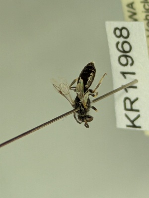  (Euhesma KB99 - KR11968)  @11 [ ] CreativeCommons Attribution NonCommercial ShareAlike (2077) Remko Leijs South Australian Museum