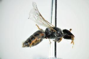  ( - RL1636B)  @12 [ ] CreativeCommons - Attribution Non-Commercial Share-Alike (2012) Remko Leijs South Australian Museum