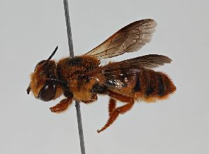  (Megachile sp. RLCR2 - RL1783)  @14 [ ] CreativeCommons - Attribution Non-Commercial Share-Alike (2012) Remko Leijs South Australian Museum