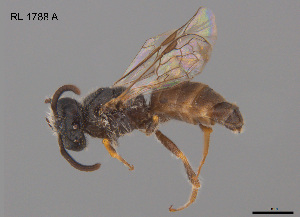  ( - RL1788A)  @11 [ ] CreativeCommons Attribution NonCommercial ShareAlike (2025) Remko Leijs South Australian Museum