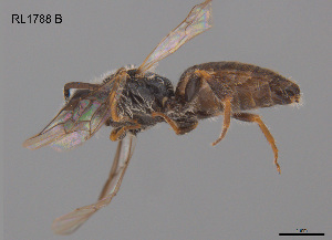  ( - RL1788B)  @11 [ ] CreativeCommons Attribution NonCommercial ShareAlike (2025) Remko Leijs South Australian Museum