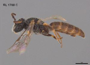  ( - RL1788C)  @11 [ ] CreativeCommons Attribution NonCommercial ShareAlike (2025) Remko Leijs South Australian Museum