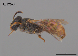  ( - RL1789A)  @11 [ ] CreativeCommons Attribution NonCommercial ShareAlike (2025) Remko Leijs South Australian Museum