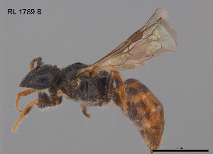  ( - RL1789B)  @11 [ ] CreativeCommons Attribution NonCommercial ShareAlike (2025) Remko Leijs South Australian Museum