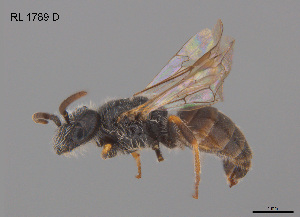  ( - RL1788D)  @11 [ ] CreativeCommons Attribution NonCommercial ShareAlike (2025) Remko Leijs South Australian Museum