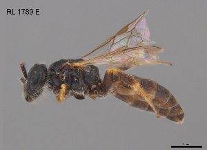  ( - RL1788E)  @11 [ ] CreativeCommons Attribution NonCommercial ShareAlike (2025) Remko Leijs South Australian Museum