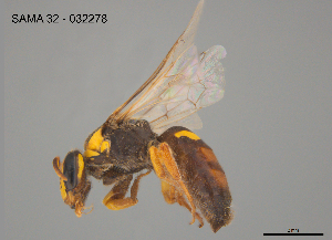  ( - CCDB-03790-D4)  @11 [ ] CreativeCommons Attribution NonCommercial ShareAlike (2025) Remko Leijs South Australian Museum