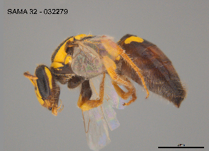  ( - CCDB-03790-D5)  @11 [ ] CreativeCommons Attribution NonCommercial ShareAlike (2025) Remko Leijs South Australian Museum