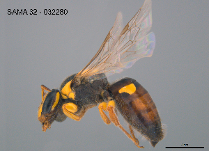  ( - CCDB-03790-D6)  @11 [ ] CreativeCommons Attribution NonCommercial ShareAlike (2025) Remko Leijs South Australian Museum