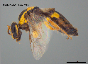  ( - CCDB-03790-D3)  @11 [ ] CreativeCommons Attribution NonCommercial ShareAlike (2025) Remko Leijs South Australian Museum