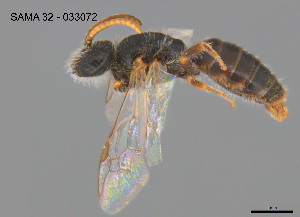  ( - CCDB-03790-D2)  @11 [ ] CreativeCommons Attribution NonCommercial ShareAlike (2025) Remko Leijs South Australian Museum