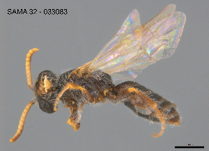  ( - CCDB-03790-G12)  @11 [ ] CreativeCommons Attribution NonCommercial ShareAlike (2025) Remko Leijs South Australian Museum