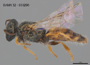  ( - RL1807A)  @11 [ ] CreativeCommons Attribution NonCommercial ShareAlike (2025) Remko Leijs South Australian Museum