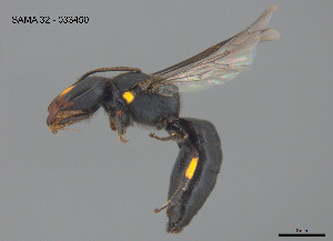  ( - SAMA 32-033450)  @11 [ ] CreativeCommons Attribution NonCommercial ShareAlike (2024) Remko Leijs South Australian Museum