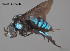  ( - SAMA 32-37412)  @11 [ ] CreativeCommons Attribution NonCommercial ShareAlike (2025) Remko Leijs South Australian Museum