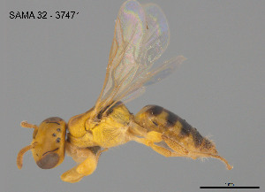  (Brachyhesma - SAMA 32-37471)  @11 [ ] CreativeCommons Attribution NonCommercial ShareAlike (2025) Remko Leijs South Australian Museum