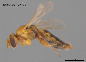  ( - SAMA 32-37472)  @11 [ ] CreativeCommons Attribution NonCommercial ShareAlike (2025) Remko Leijs South Australian Museum