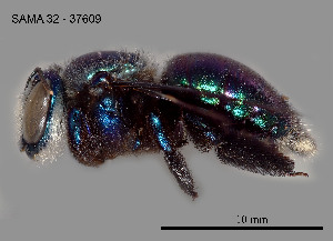  (Xylocopa bombylans - SAMA 32-37609)  @11 [ ] CreativeCommons Attribution NonCommercial ShareAlike (2025) Remko Leijs South Australian Museum