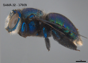  ( - SAMA 32-37609)  @11 [ ] CreativeCommons Attribution NonCommercial ShareAlike (2025) Remko Leijs South Australian Museum