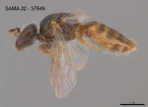  (Euhesma sp. LTRL47 - SAMA 32-37648)  @11 [ ] CreativeCommons Attribution NonCommercial ShareAlike (2025) Remko Leijs South Australian Museum