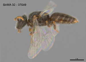  (Euhesma sp. LTRL48 - SAMA 32-37649)  @11 [ ] CreativeCommons Attribution NonCommercial ShareAlike (2025) Remko Leijs South Australian Museum