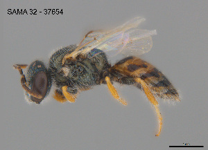  (Euhesma sybilae - SAMA 32-37654)  @11 [ ] CreativeCommons Attribution NonCommercial ShareAlike (2025) Remko Leijs South Australian Museum