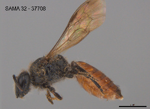  (Leioproctus sp. W13 - SAMA 32-37708)  @11 [ ] CreativeCommons Attribution NonCommercial ShareAlike (2025) Remko Leijs South Australian Museum