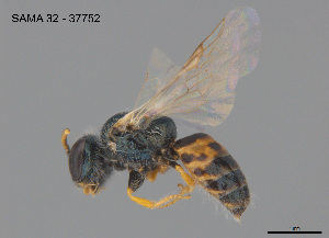 (Lipotriches cf. flavoviridis - SAMA 32-37752)  @11 [ ] CreativeCommons Attribution NonCommercial ShareAlike (2025) Remko Leijs South Australian Museum