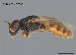  (Euhesma sp. VDRL031 - SAMA 32-37886)  @11 [ ] CreativeCommons Attribution NonCommercial ShareAlike (2025) Remko Leijs South Australian Museum