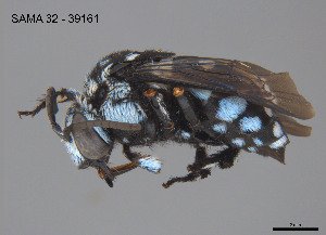  ( - SAMA 32-39161)  @11 [ ] CreativeCommons Attribution NonCommercial ShareAlike (2025) Remko Leijs South Australian Museum